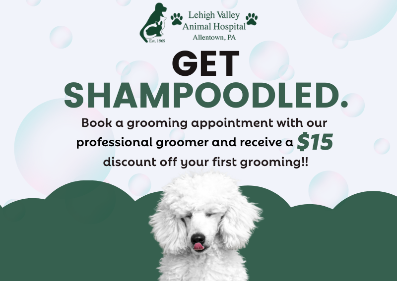 Carousel Slide 1: Pet Grooming