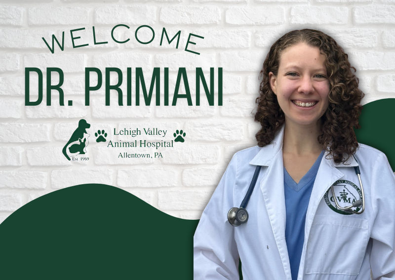 Carousel Slide 2: Welcome Dr. Primiani to the team!
